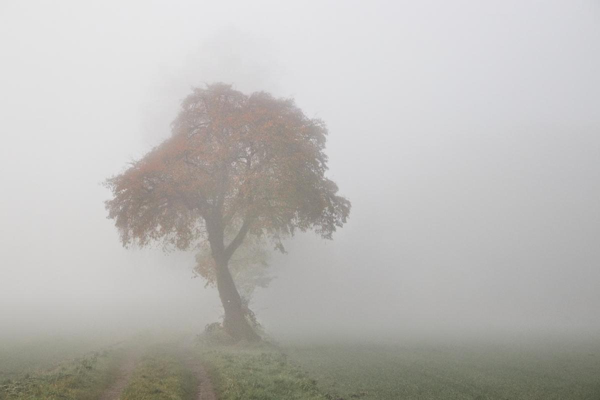 Etwas Farbe im Nebel