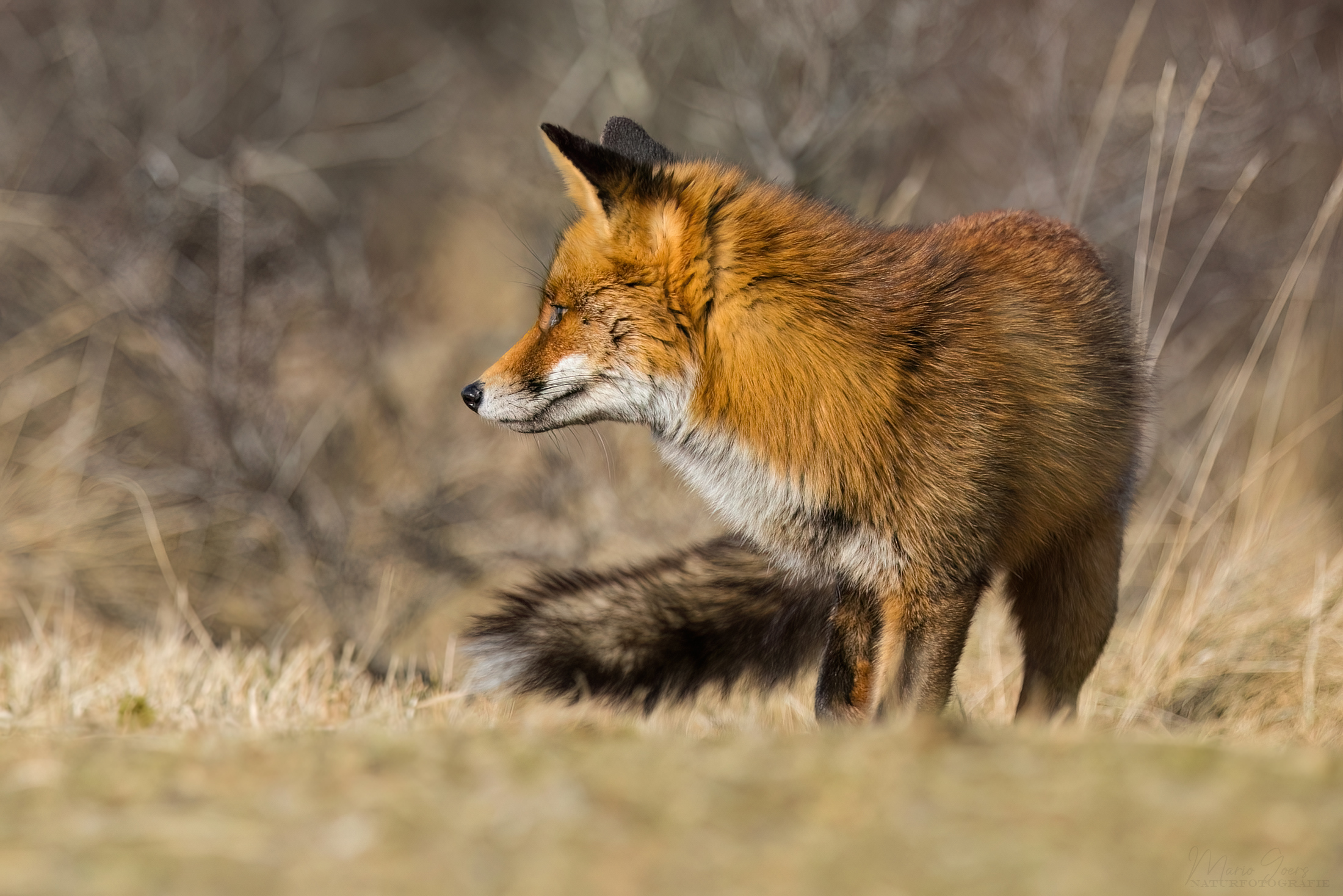 Rotfuchs im Seitenblick
