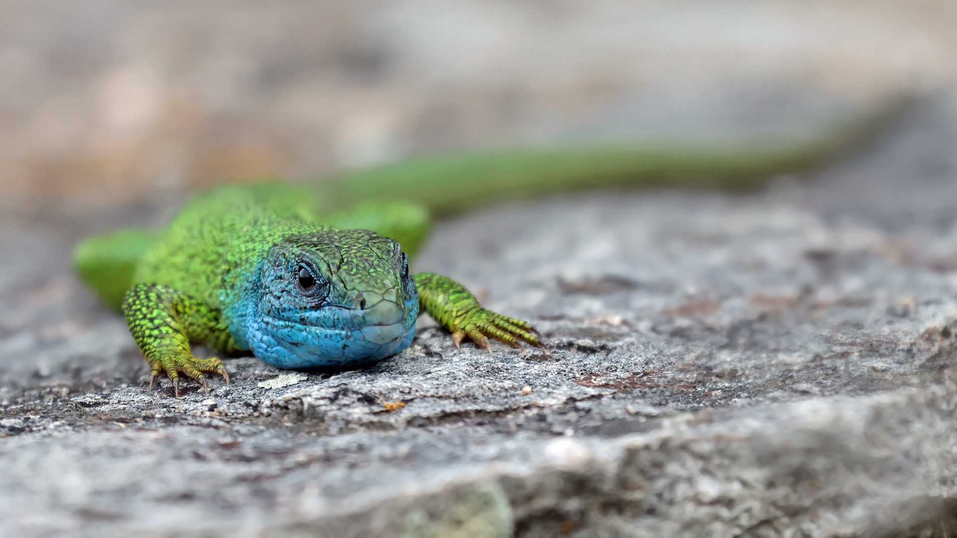 Östliche Smaragdeidechse - Lacerta Viridis