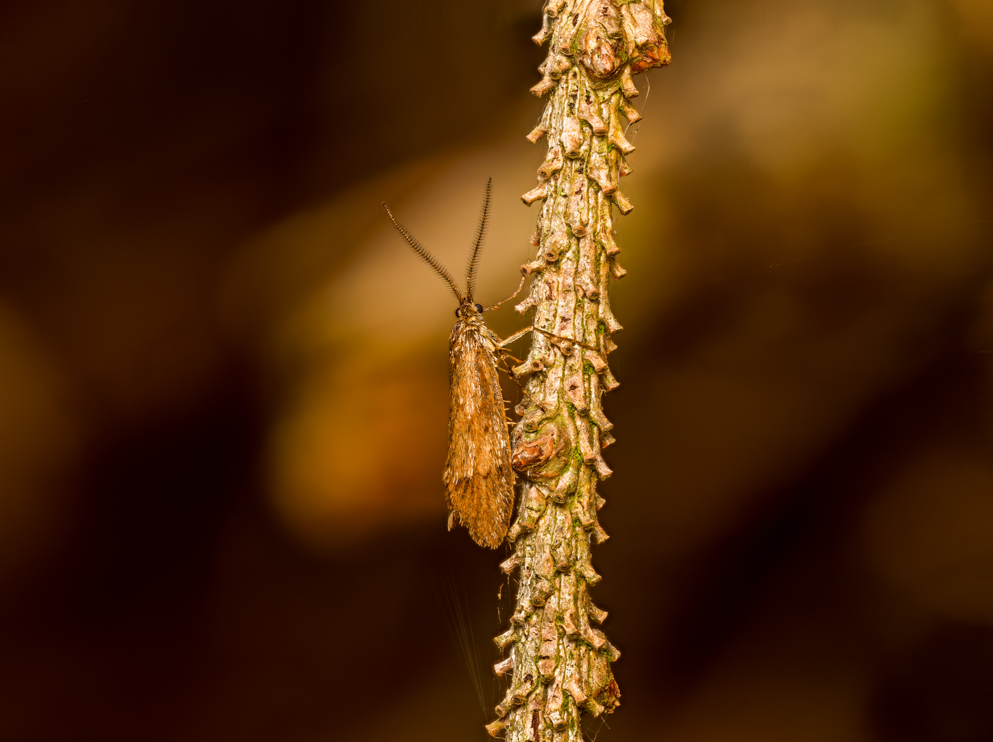 Männchen einer Herbstbuchenmotte ( Diurnea lipsiella)
