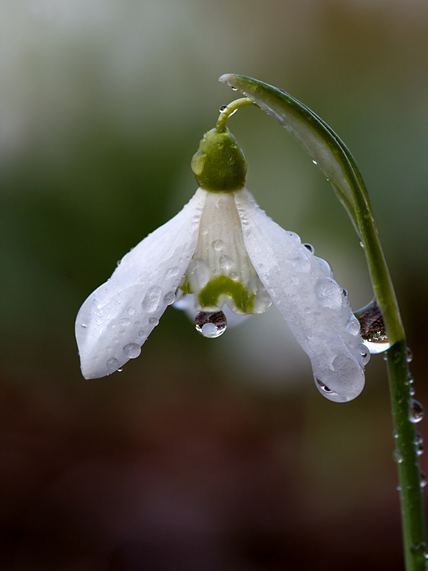 Schneeglöckchen im Tau