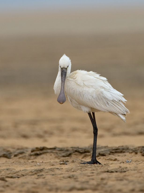 Löffler am Strand