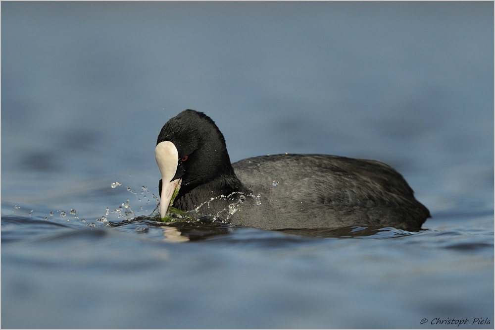 Blässhuhn (Fulica atra)