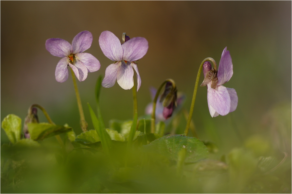 Viola odorata