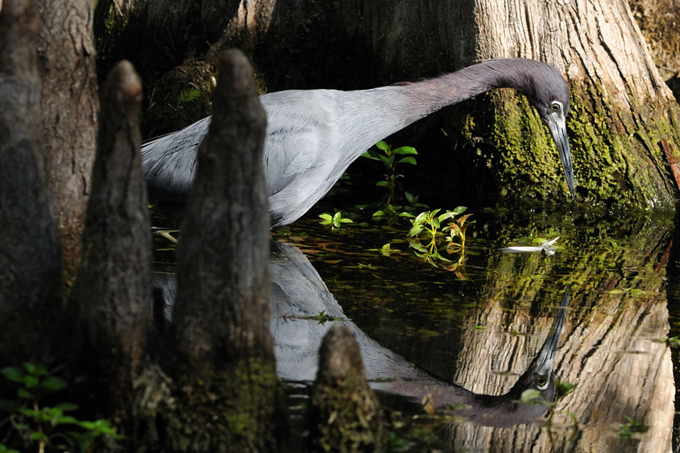 Der "schwierige" Blaureiher (Egretta caerulea)