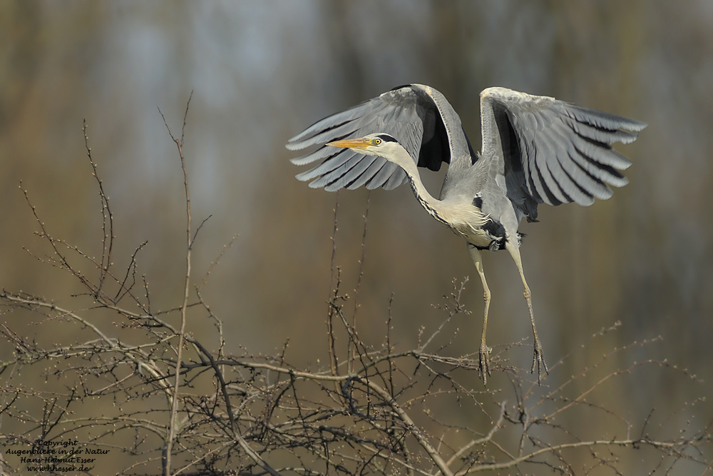 Graureiher (Ardea cinerea)