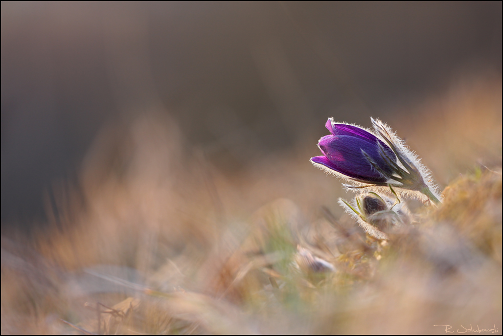 Die ersten Blüten