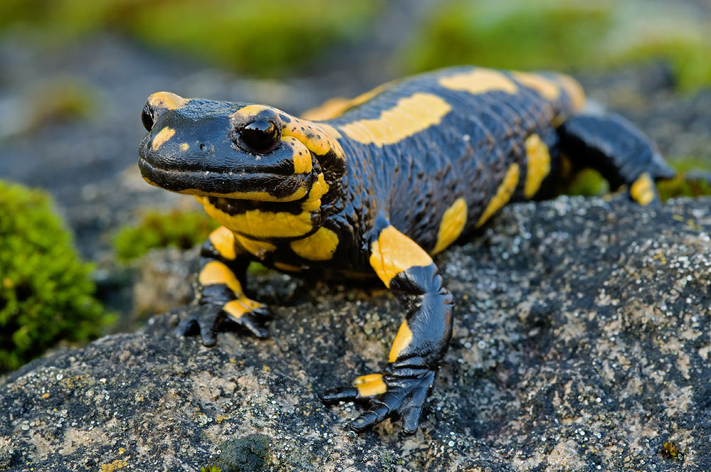 Salamander (Forum für Naturfotografen)
