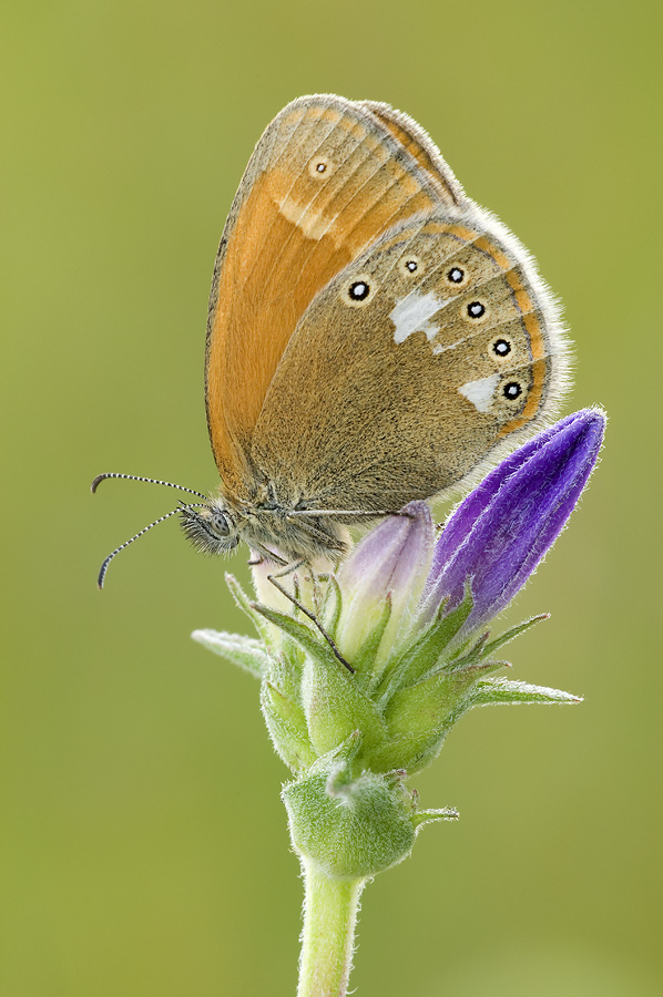 Kleiner Wiesenvogel