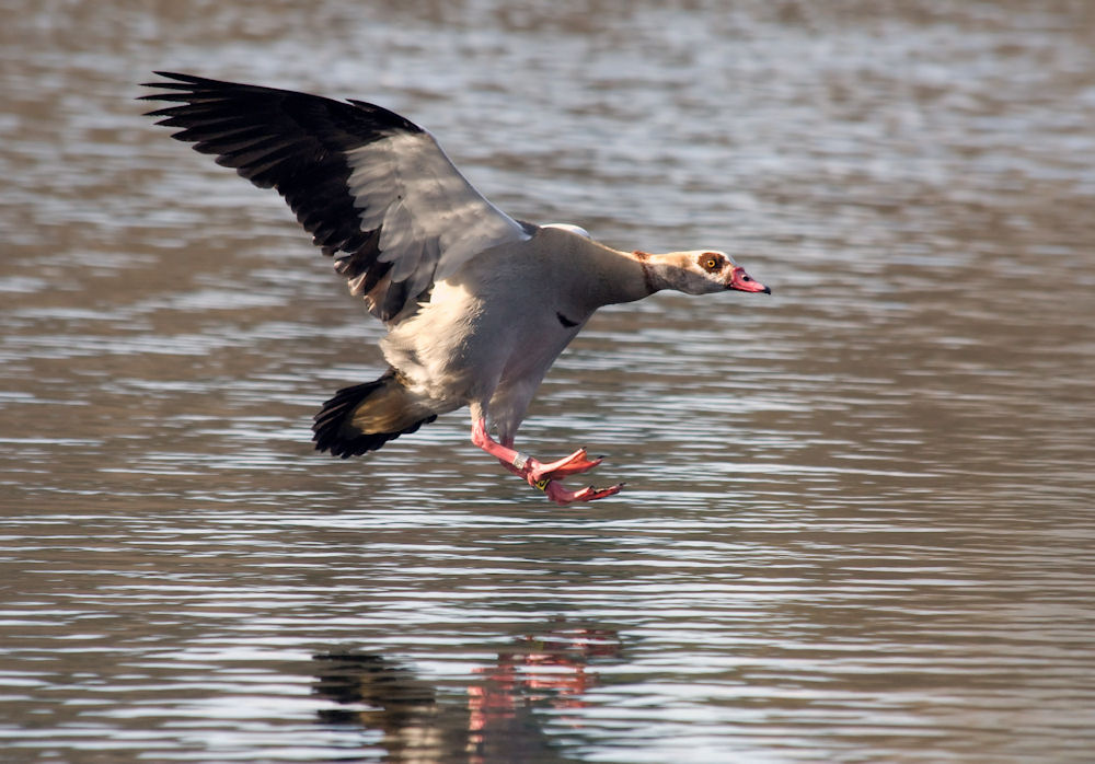 Nilgans landet