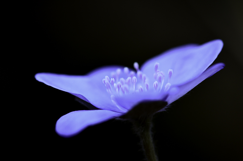 Leberblümchen