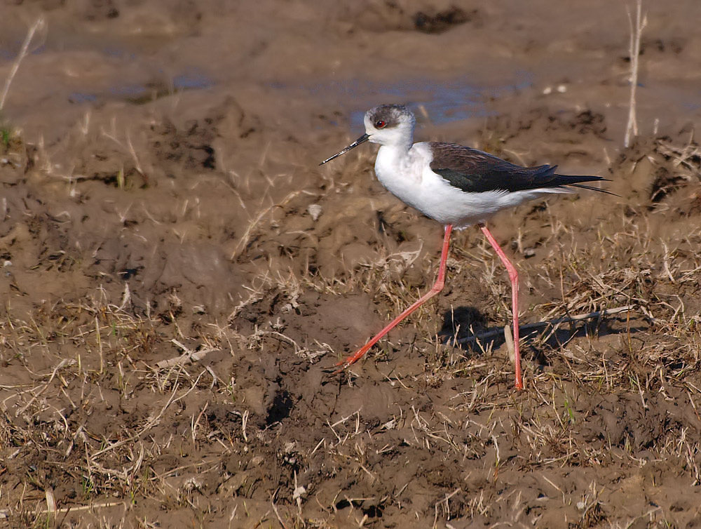 Stelzenläufer (Himantopus Himantopus)