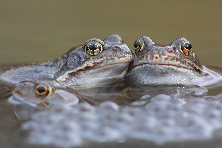 Mein 500stes Bild Hier Ist Ein Froschbild Forum Fur