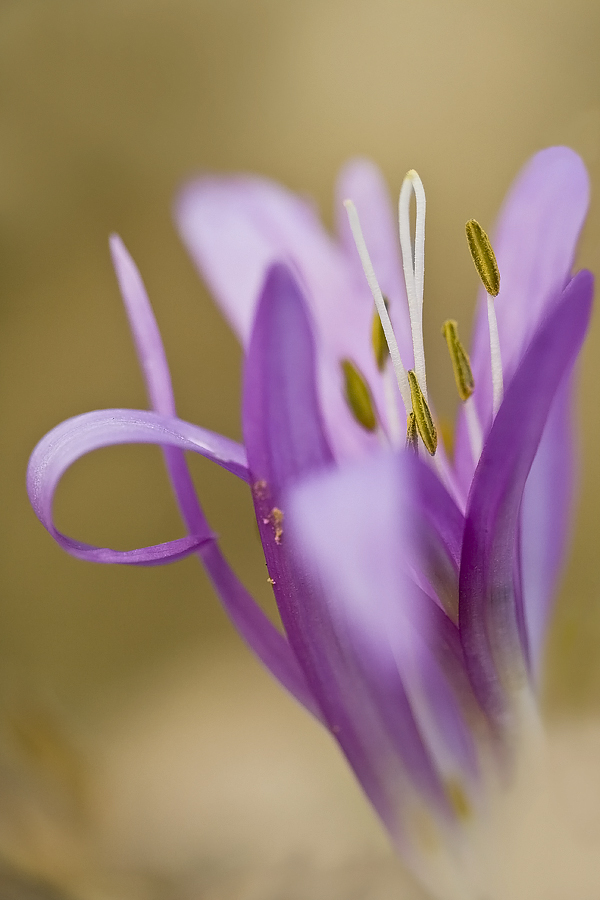 Frühlingslichtblume im Licht