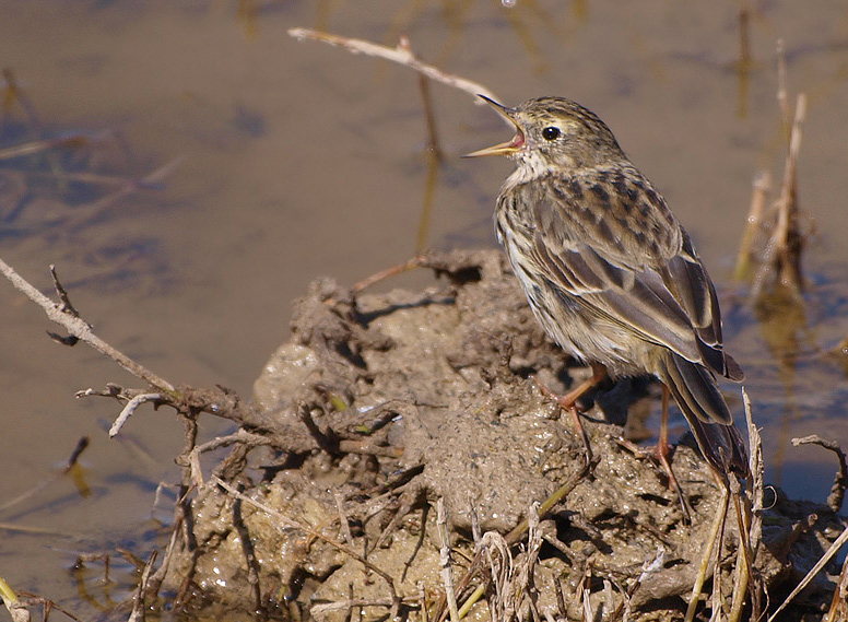 Wiesenpieper (Anthus pratensis)