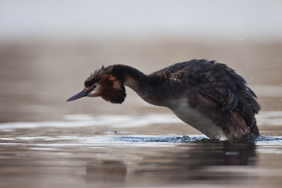 Haubentaucher (Podiceps cristatus) I