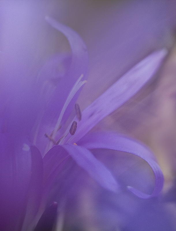 Zarte Frühlingslichtblume