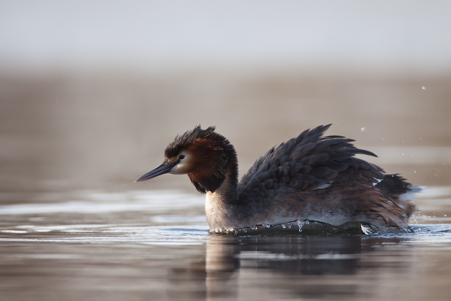 Haubentaucher (Podiceps cristatus) II