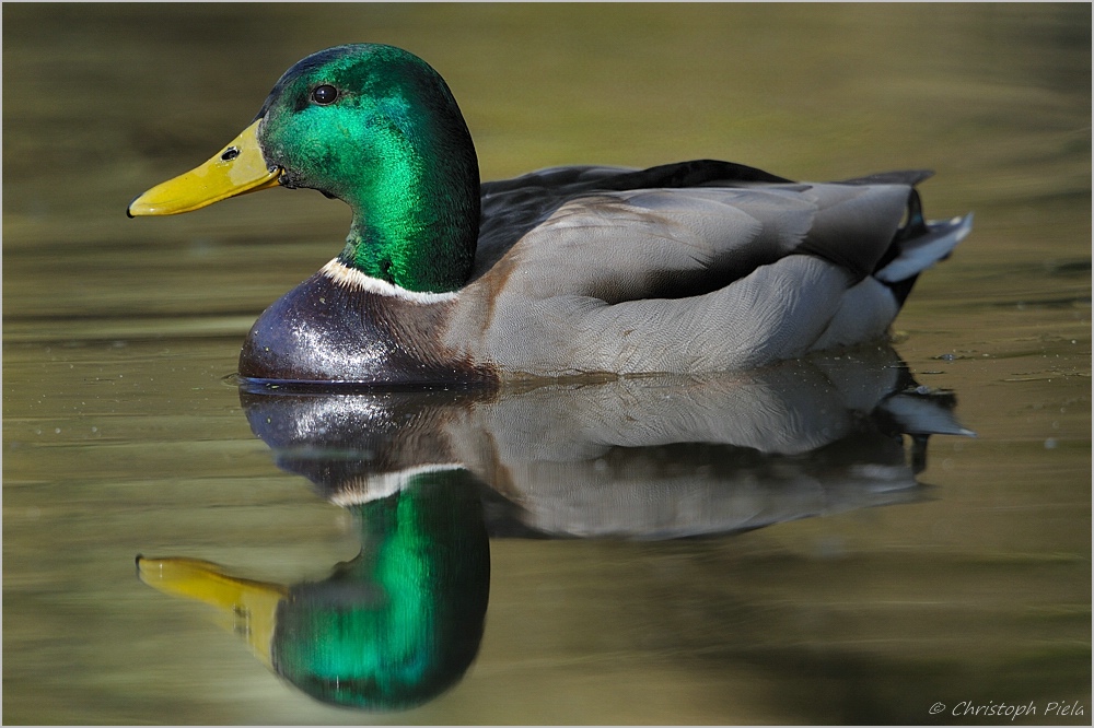 nur eine Stockente...