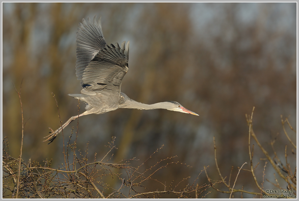 Graureiher (Ardea cinerea)