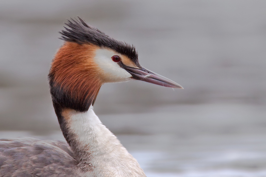 Haubentaucherportrait (Podiceps cristatus)