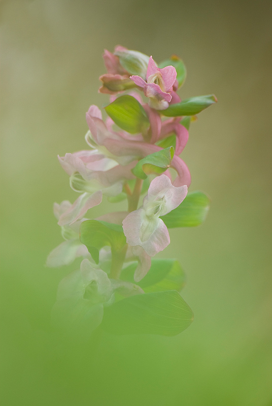 ~ Lerchensporn ~ (Corydalis Cava)
