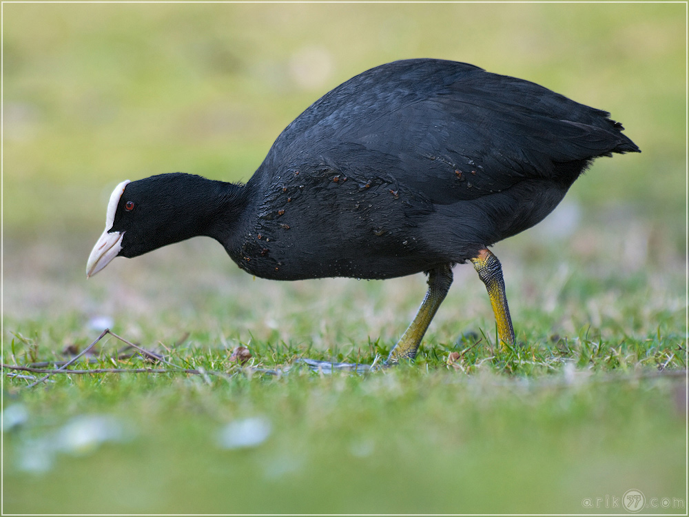 Blässhuhn - Fulica atra