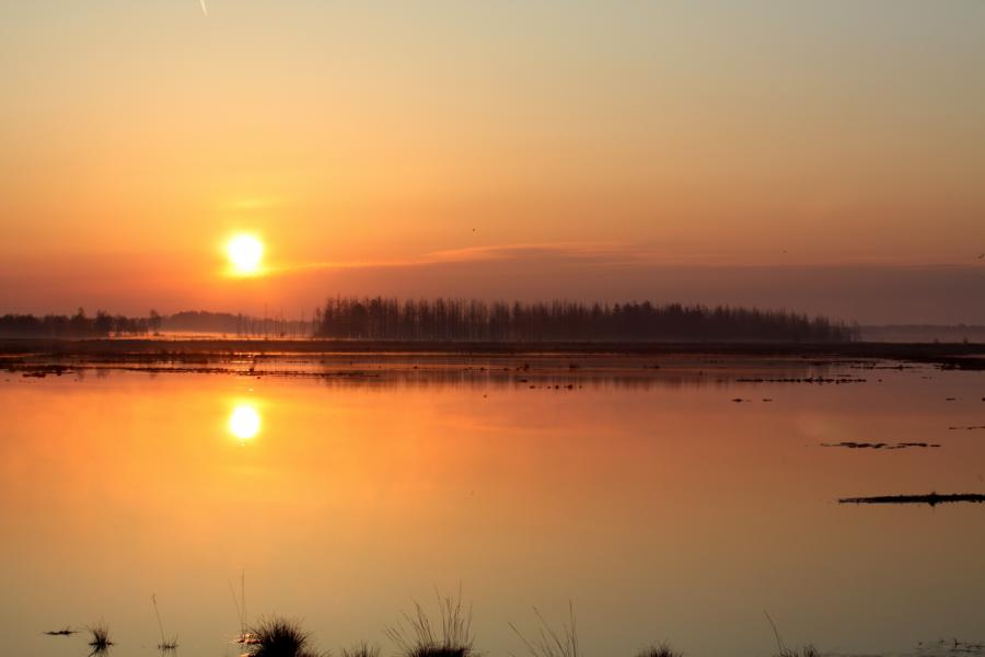 Sonnenaufgang im Moor