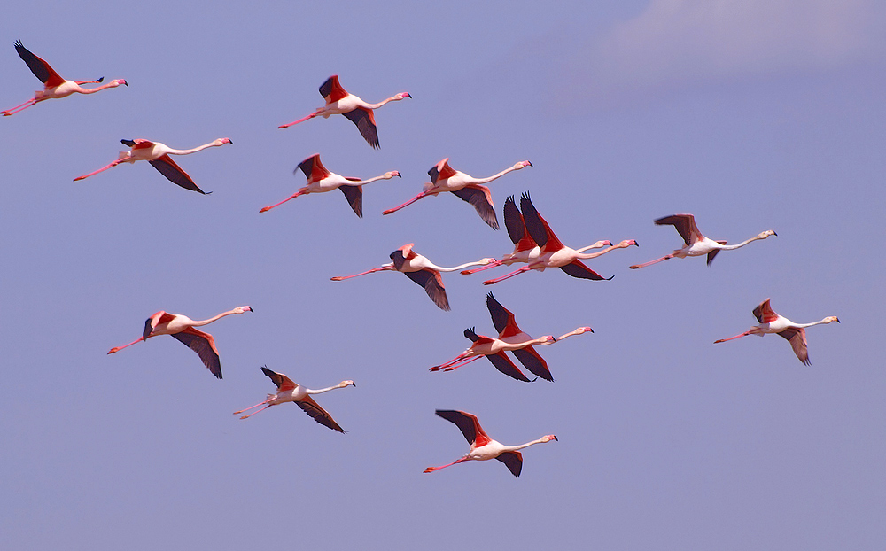 15 Flamingos...(Phoenicopterus ruber)