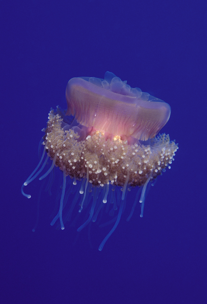 Kronenqualle (Netrostoma setouchina)