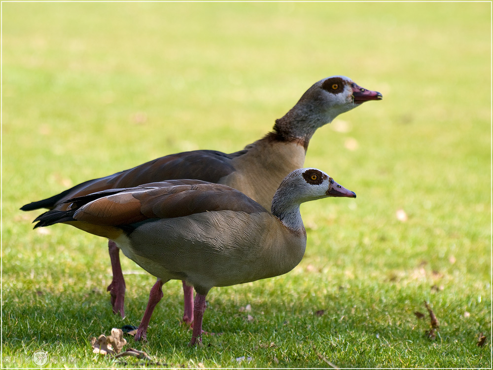 Nilgänse - Alopochen aegyptiacus