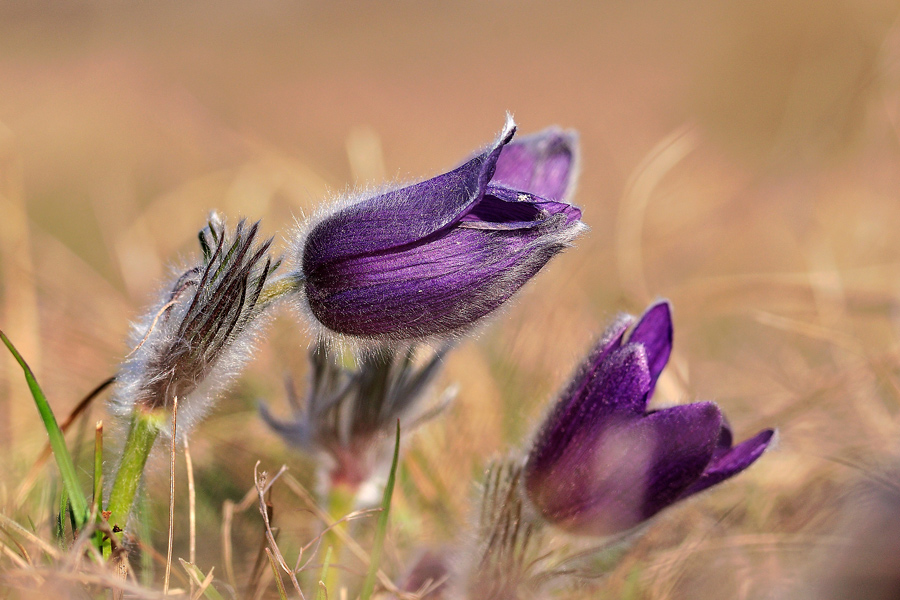 Pulsatilla vulgaris