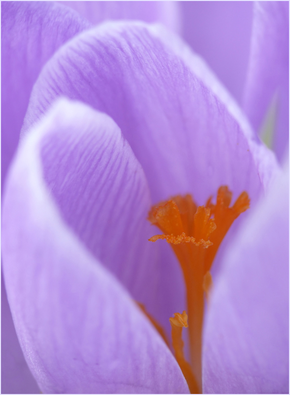 Krokus feminin?