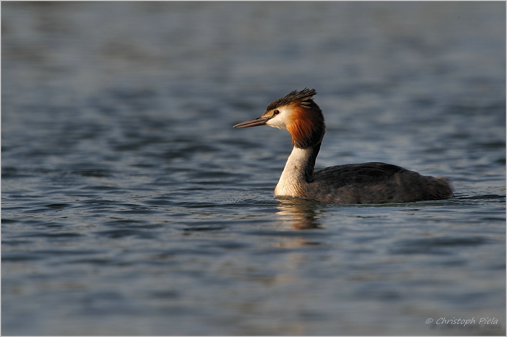 Haubentaucher (Podiceps cristatus)