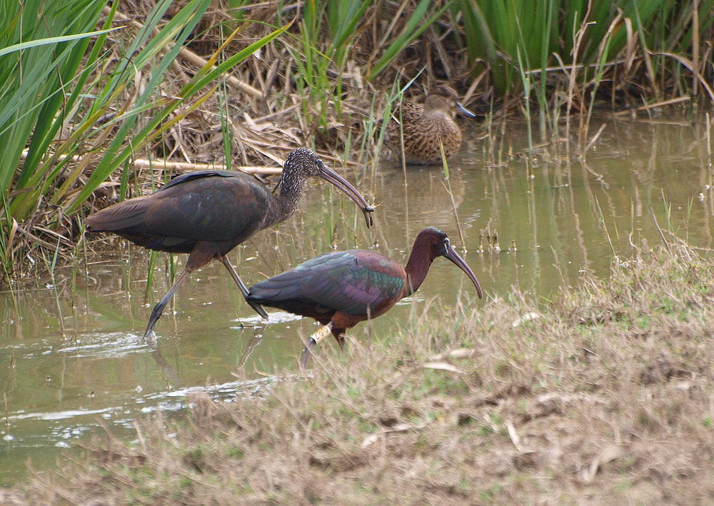 Brauner Sichler (Plegadis Falcinellus)...(2)