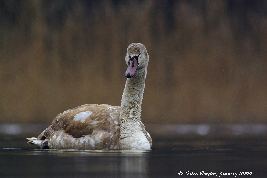 Höckerschwan überarbeitet