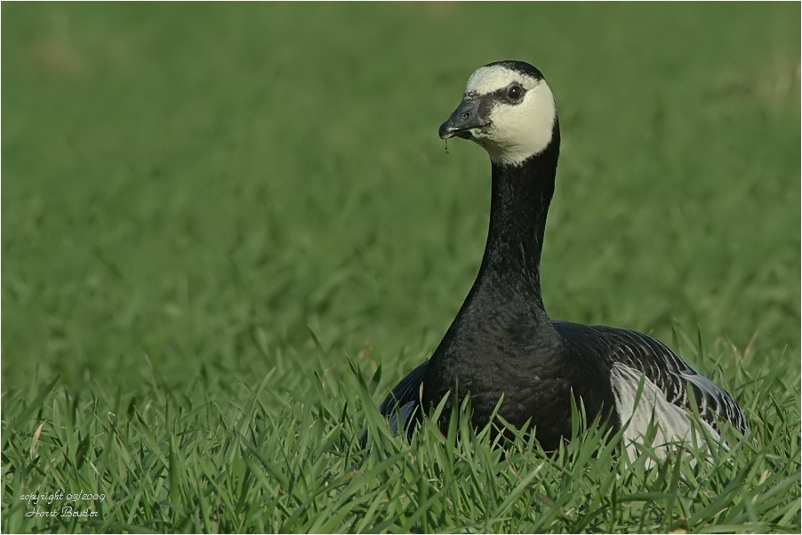 Weißwangengans - Branta leucopsis 1 (wildlife)