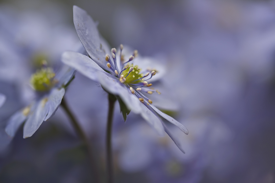 Blau in Blau