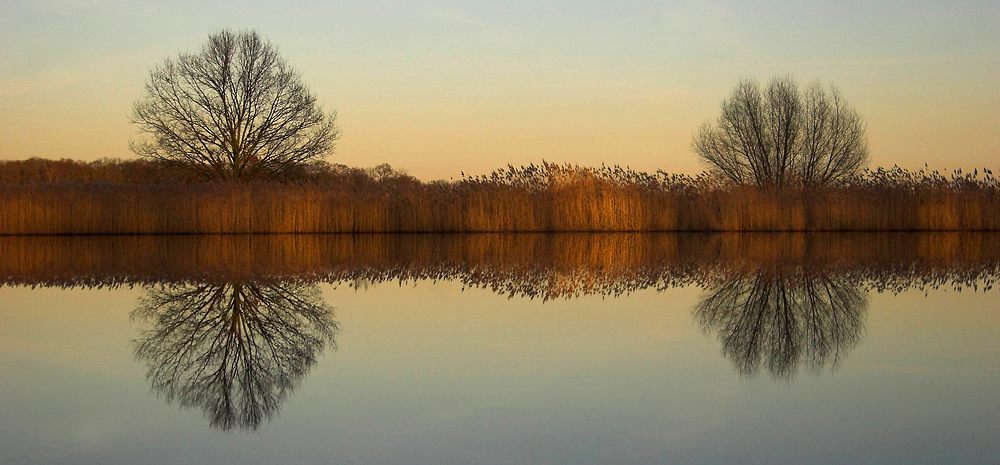 Röhricht in Abendstimmung