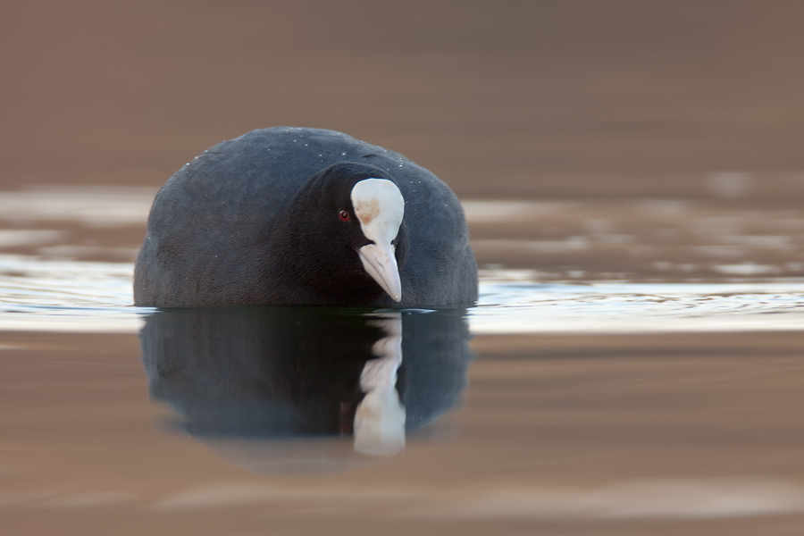 Blässralle (Fulica atra) frontal