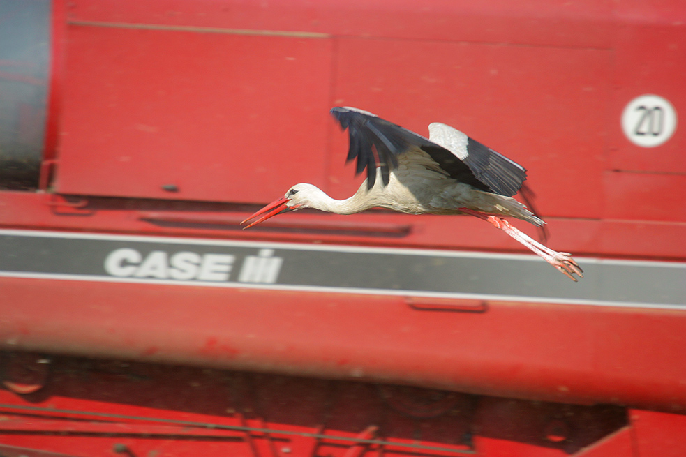 Storch in Rot