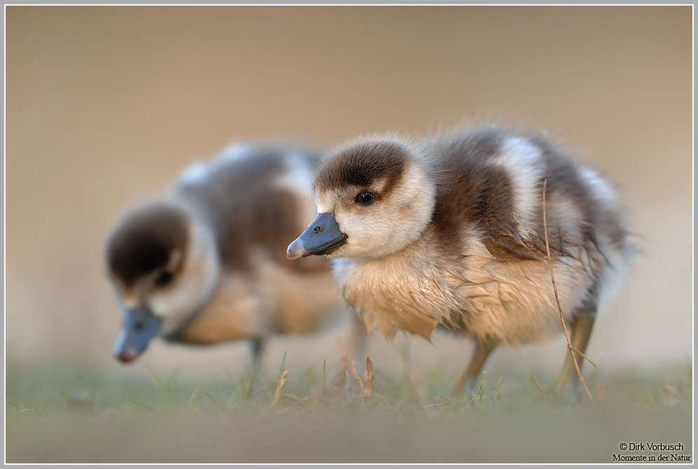 Nilgans (Alopochen aegyptiacus)