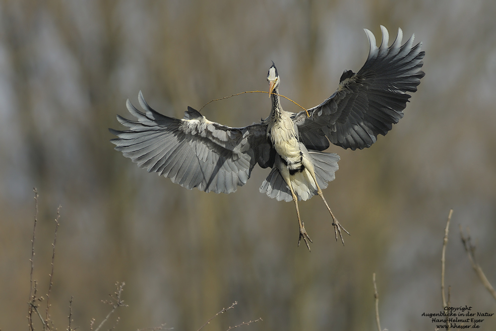 Graureiher (Ardea cinerea)