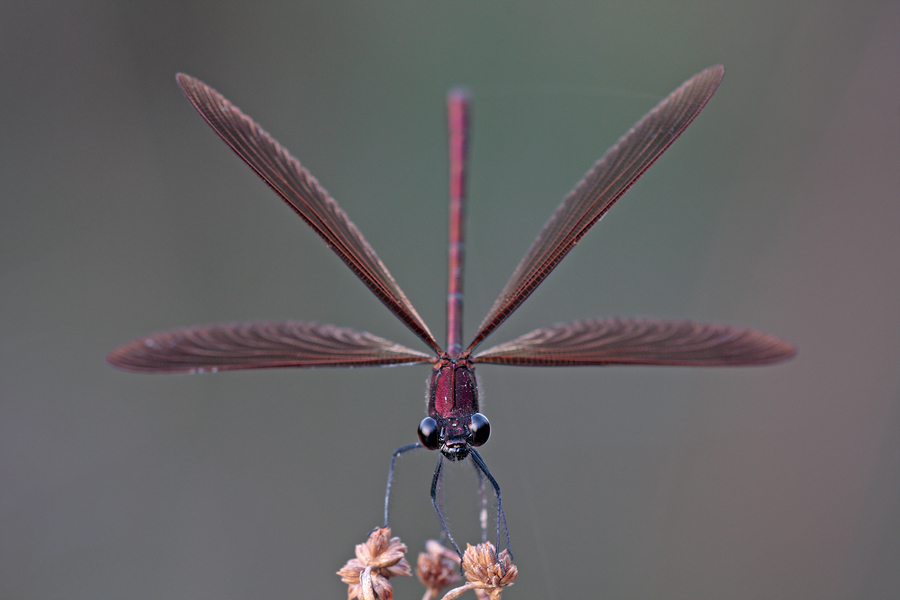 Spread your wings
