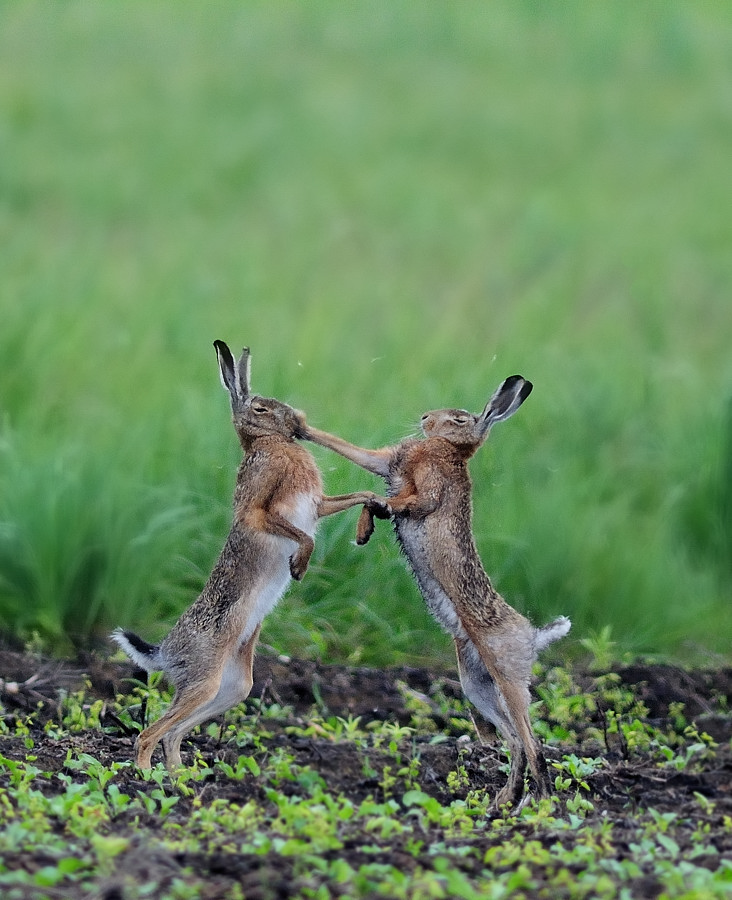 Feldhasen ( Lepus capensis)
