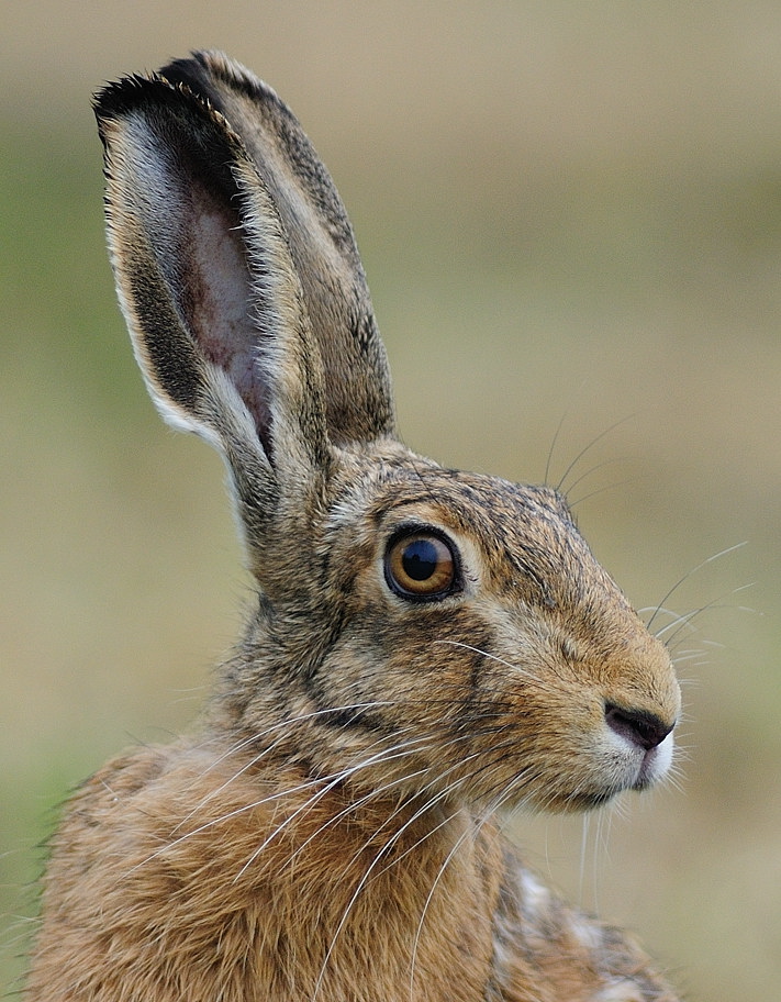 Feldhasen Porträt ( Lepus capensis)