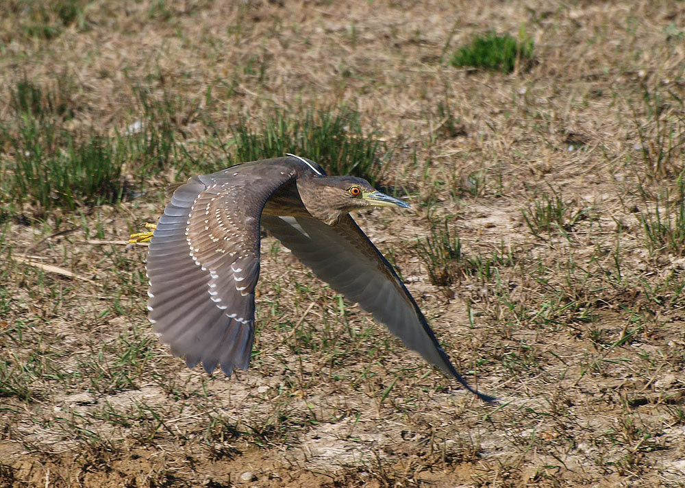 Halbstarker Nachtreiher im Flug... (Nycticorax Nycticorax)