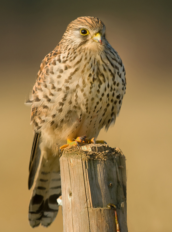 Turmfalke