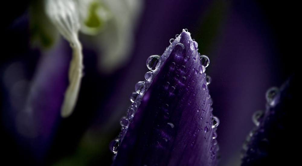 purple crystals