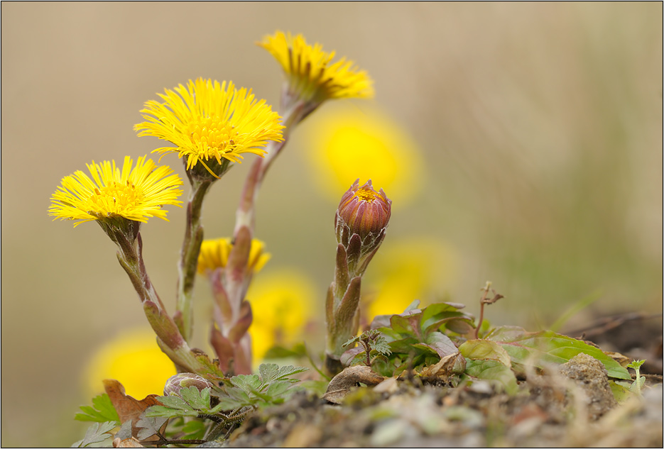 Frühling